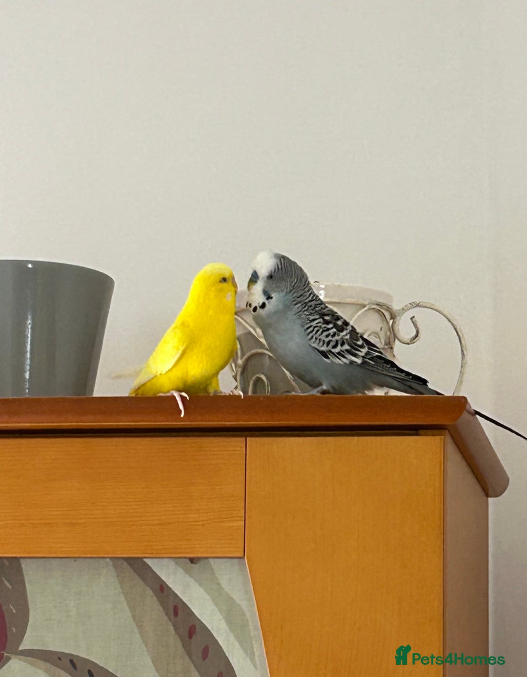 Budgerigars birds for sale: Bonded Budgies looking for a new home - Image 4