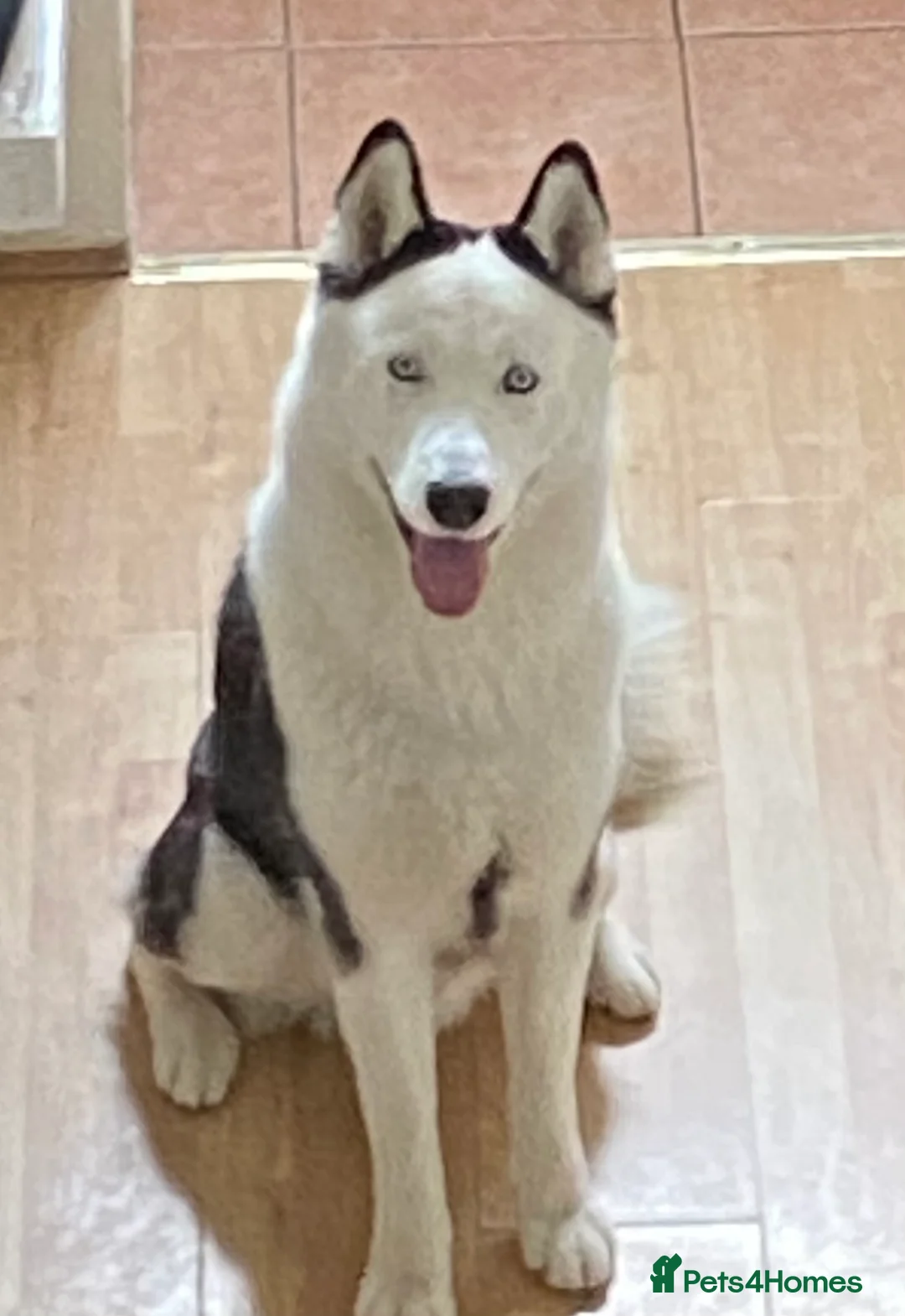 Siberian Husky dogs for stud: Stunning Blue eye Sibrian Husky for Stud (Proven) in Liverpool - Advert 4