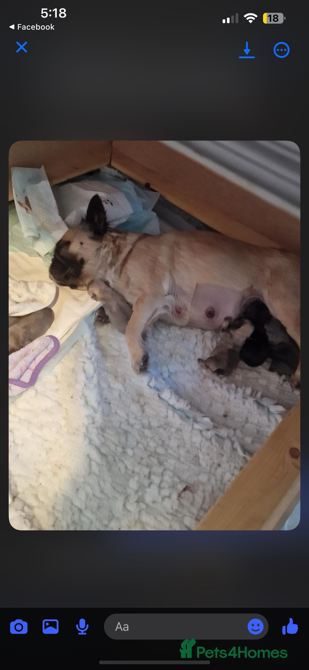 French Bulldog dogs for sale: Champion line fluffy kc French bulldog top quality - Image 11