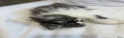 Exotic cats for sale: Exotic Persians  - Advert 5