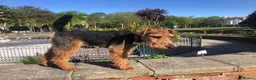 Welsh Terrier dogs for stud: Welsh Terrier for Stud  in Worthing - Advert 3