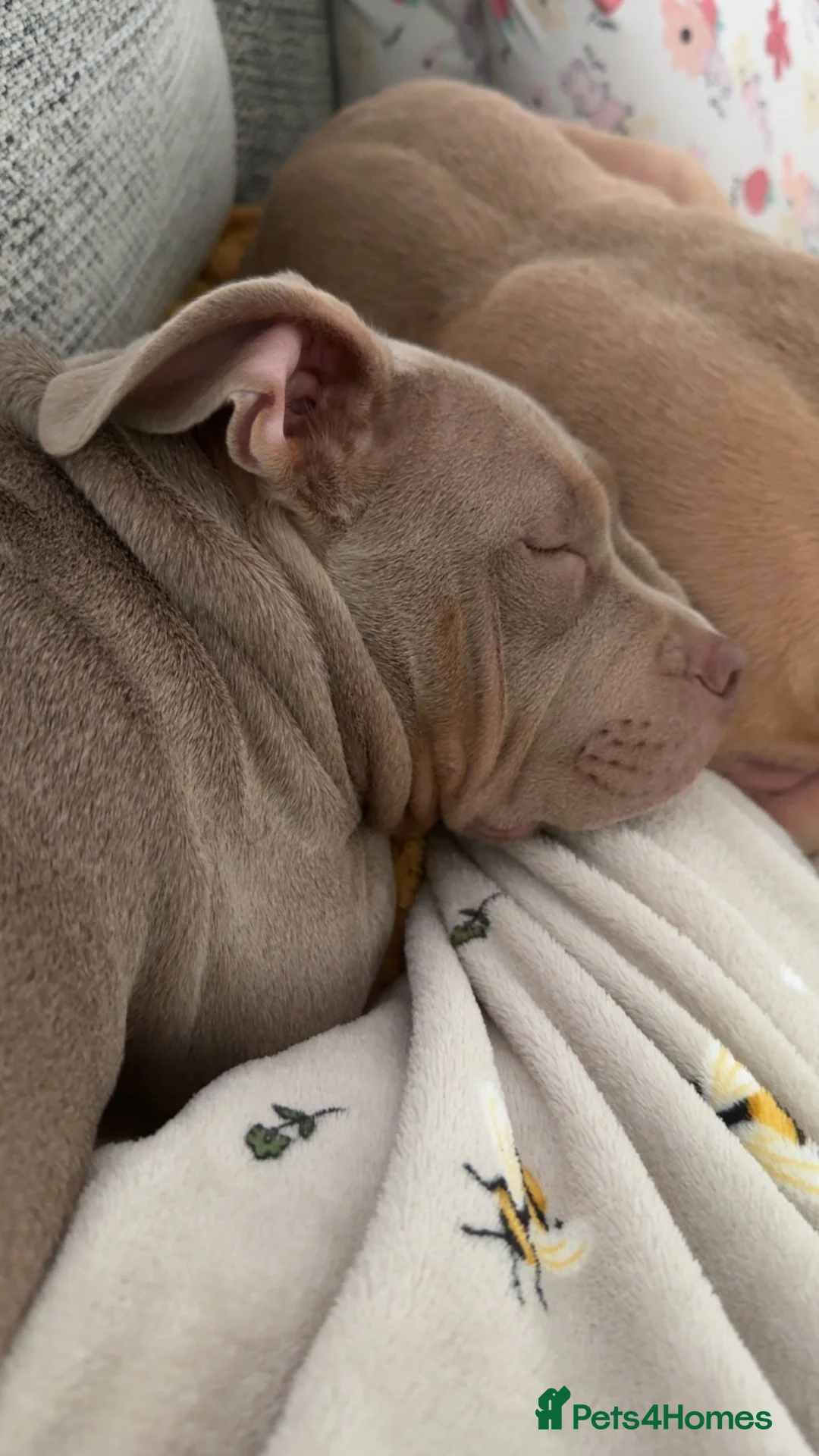 American Bulldog dogs for sale: Pocket bully for sale  in Bridgend - Advert 2
