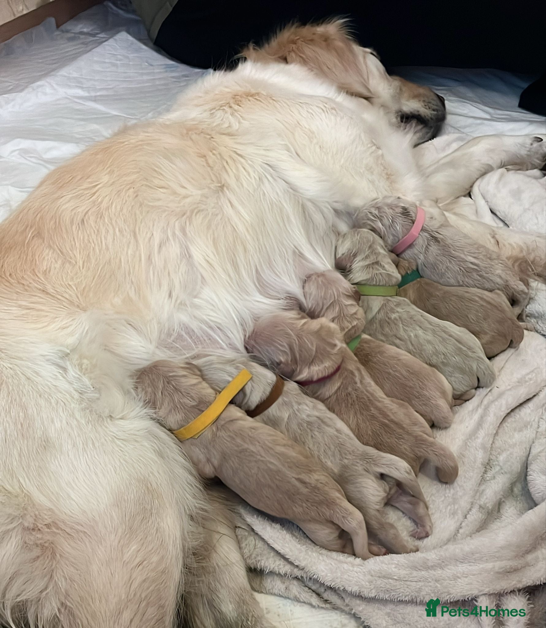 Golden Retriever dogs KC Registered Goldens born on Christmas Day - Advert 18