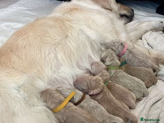 Golden Retriever dogs KC Goldens born 25/12/25 - Advert 3