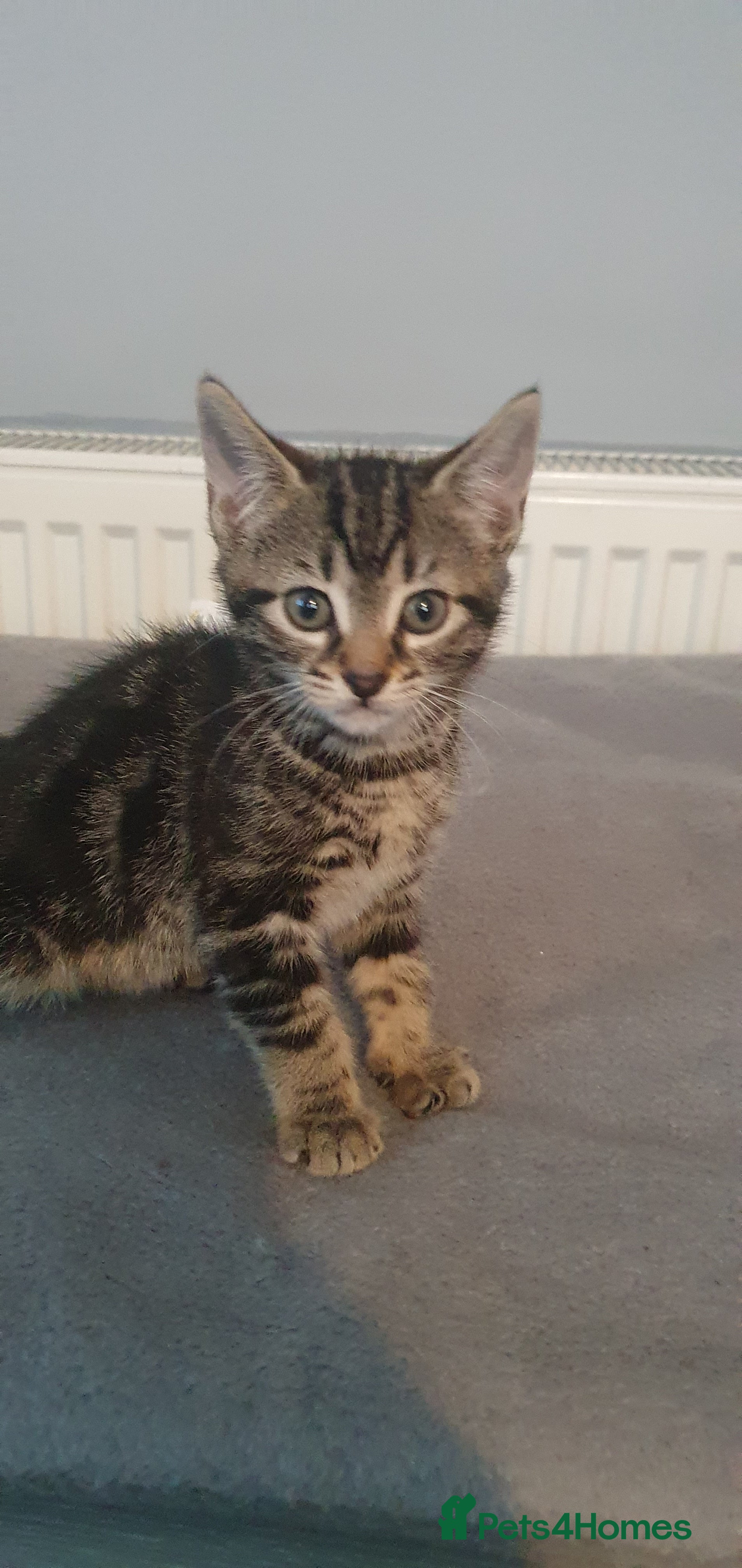 Bengal cats CUTE BENGAL MIXED BOY! - Advert 4