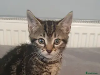 Bengal cats CUTE BENGAL MIXED BOY! - Advert 4