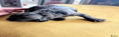 Cockapoo 4