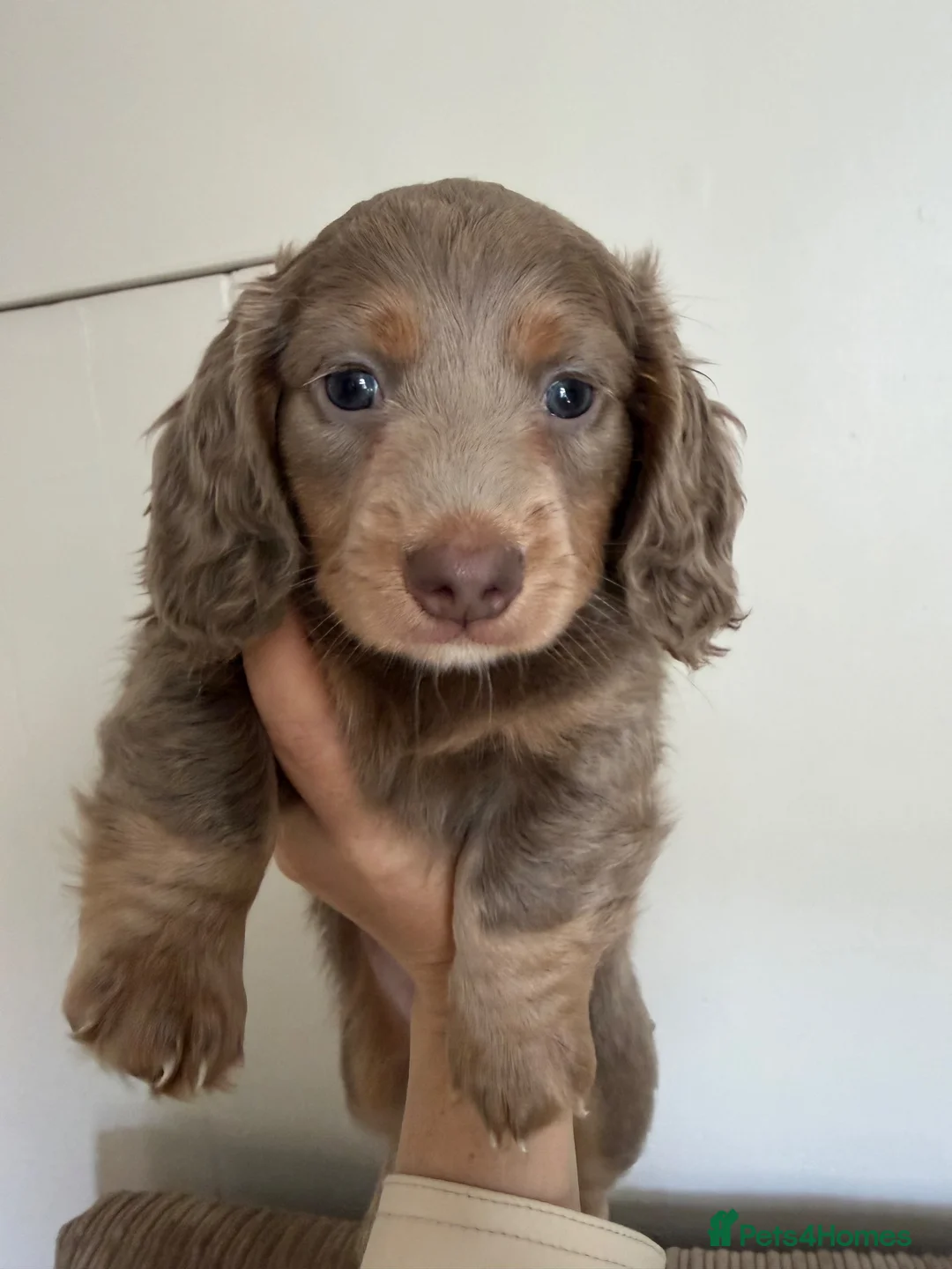Miniature Dachshund dogs for sale: All pups sold ✨🤎 - Advert 1