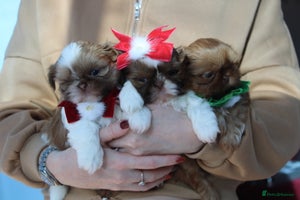 Shih Tzu dogs - Advert 1