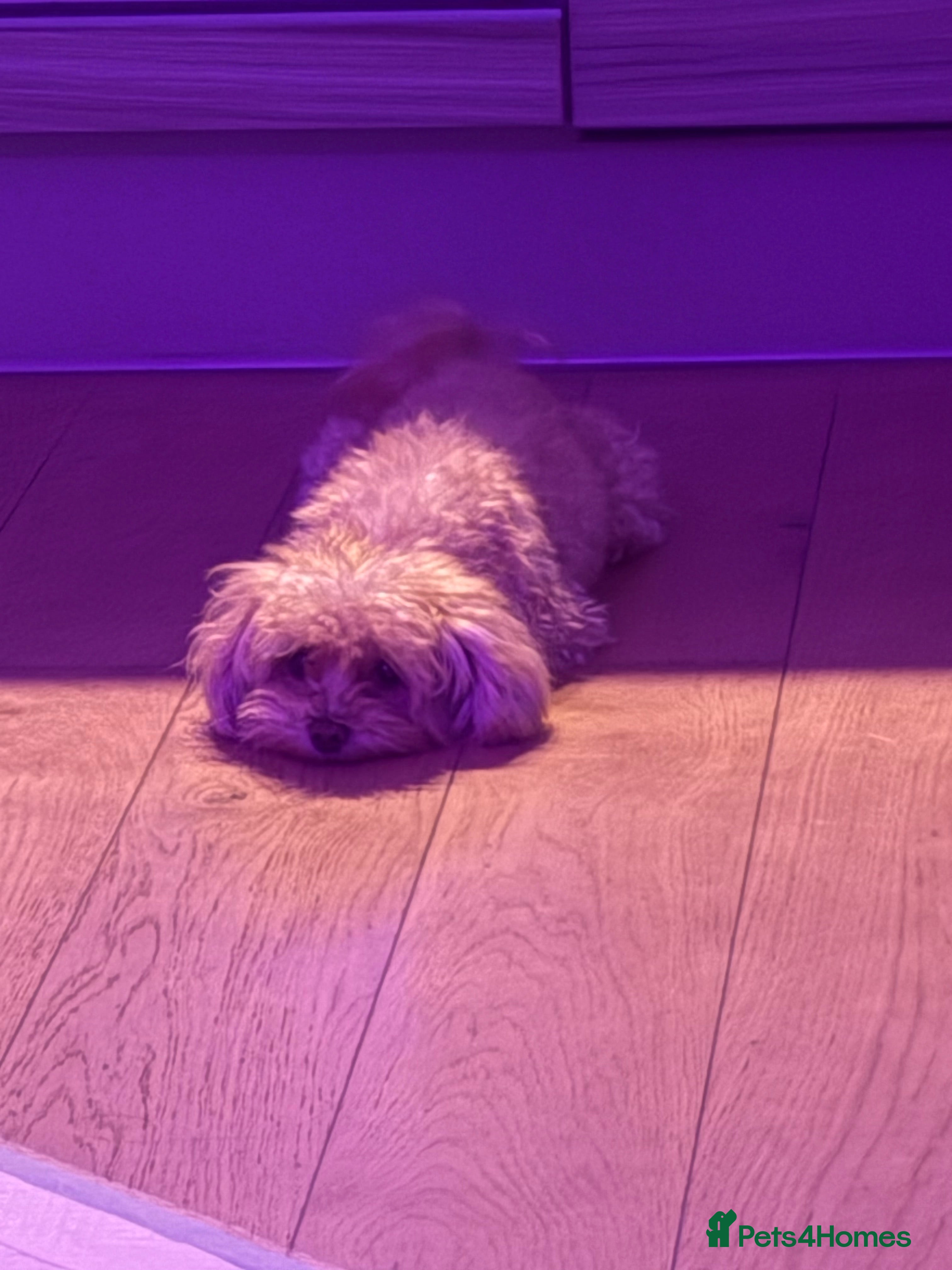 Maltipoo dogs Mochi – Looking for a Loving Forever Home 🤍 - Advert 6