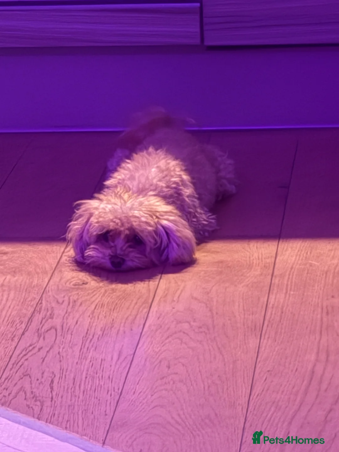 Maltipoo dogs for sale: Mochi – Looking for a Loving Forever Home 🤍 - Advert 1