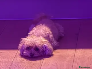 Maltipoo dogs Mochi – Looking for a Loving Forever Home 🤍 - Advert 6