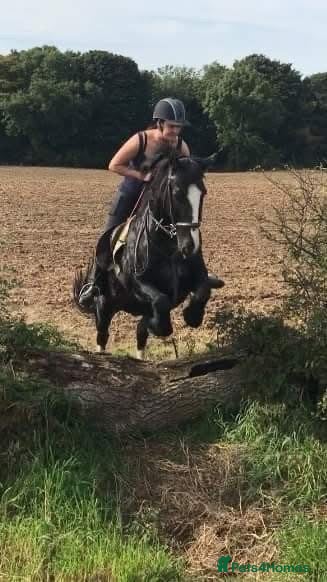 Fell horses FellxWelsh 14.1hh Gelding - Advert 14