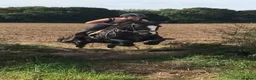 Fell horses for sale: FellxWelsh 14.1hh Gelding in Middlesbrough - Advert 1