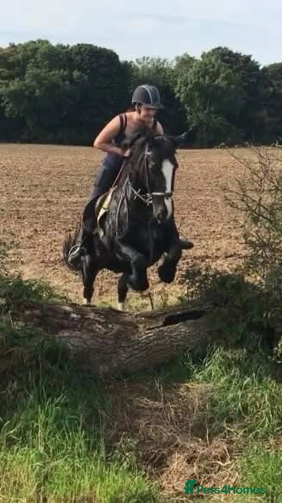 Fell horses for sale: FellxWelsh 14.1hh Gelding in Middlesbrough - Advert 1