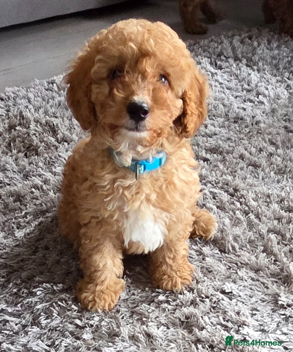 Cockapoo dogs Beautiful cockapoo  - Advert 16