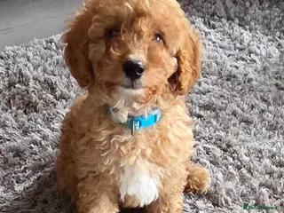 Cockapoo dogs Beautiful cockapoo - Advert 16