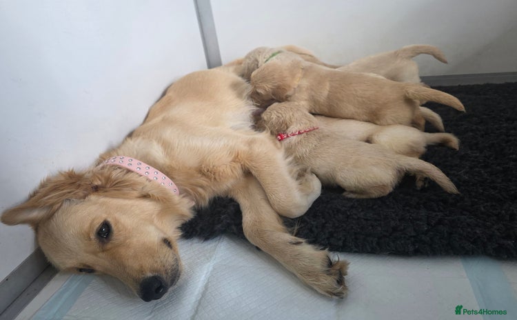 Golden Retriever dogs - Advert 11