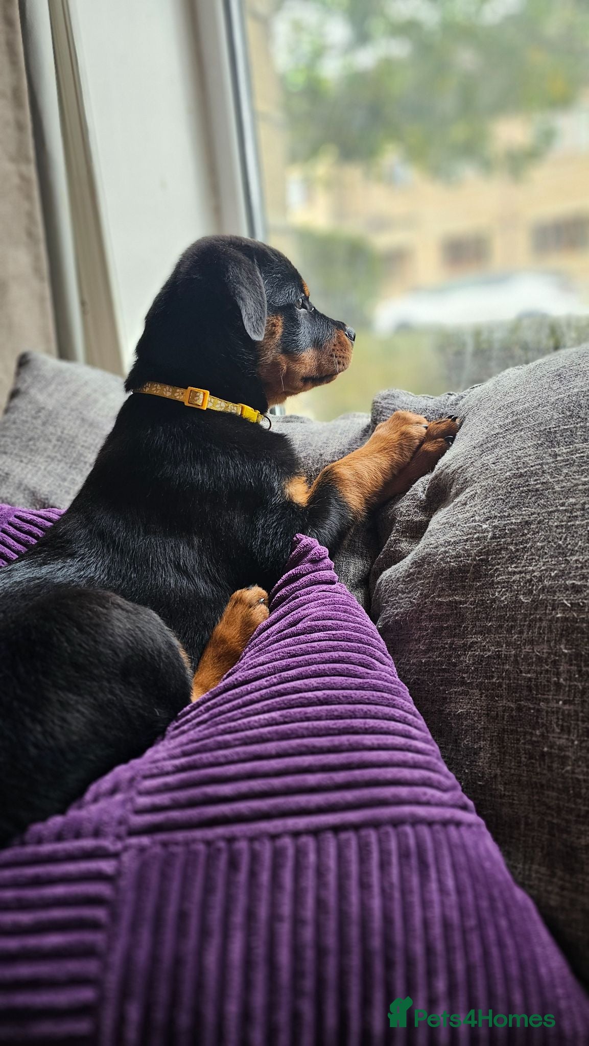 Rottweiler dogs Champion Bloodline German Rottweiler Puppies - Advert 2