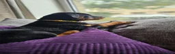 Rottweiler dogs for sale: Champion Bloodline German Rottweiler Puppies - Advert 15
