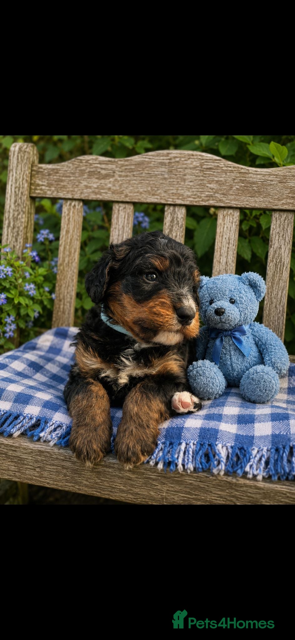 Bernedoodle dogs standard F1 Bernadoodles 3 reserved  - Advert 1