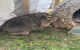 Guinea Pig rodents for sale: A pair of bonded male guinea pigs  - Image 2
