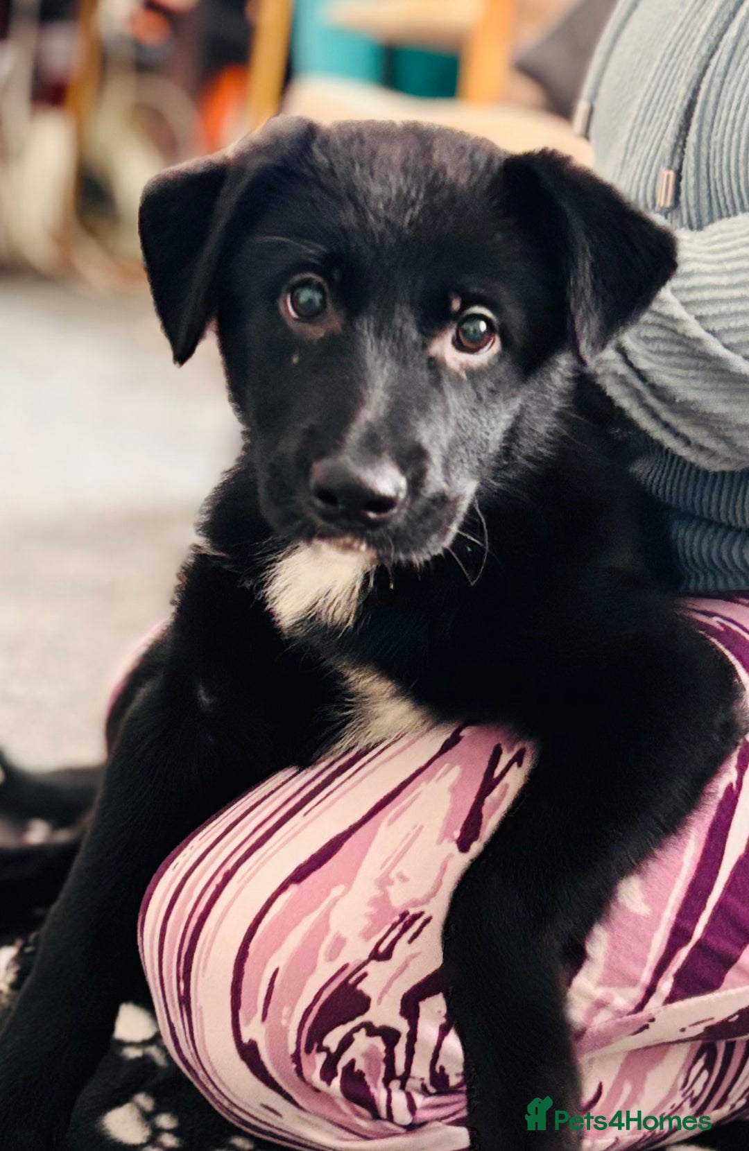 Mixed Breed dogs for sale: 🐾 Beautiful Shollie Pups - Ready Now 🐾 - Advert 4