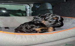 Mixed Breed dogs for sale: ONE OF ONE! Micro Asian Toy PoodleXFluffy Frenchie - Image 2