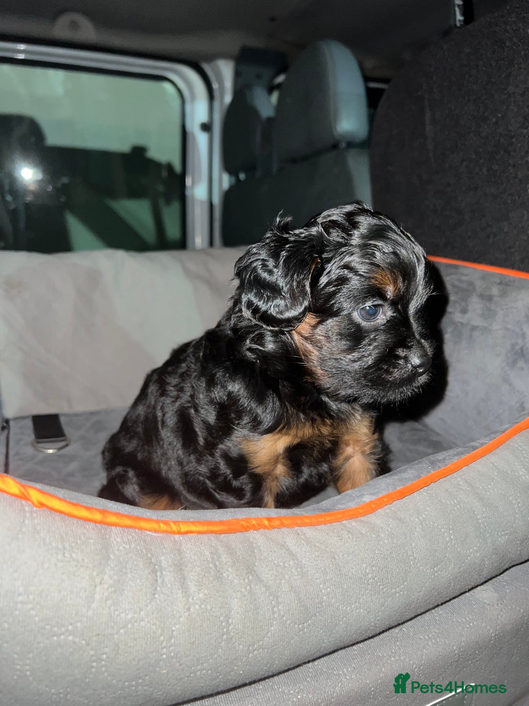 Mixed Breed dogs for sale: ONE OF ONE! Micro Asian Toy PoodleXFluffy Frenchie - Image 2