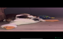American Bulldog dogs for sale: american bulldog - Image 4