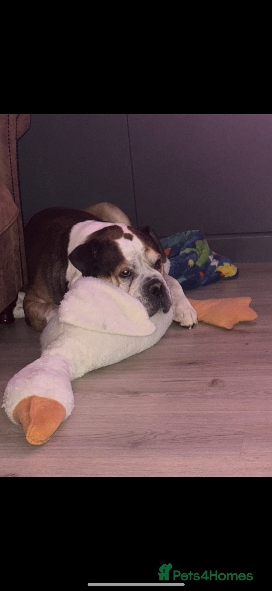 American Bulldog dogs for sale: american bulldog - Image 4