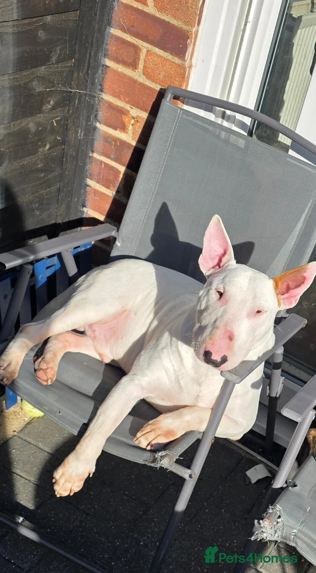 Bull Terrier dogs for sale: Clyde a male English bull terrier  in Bedford - Advert 2