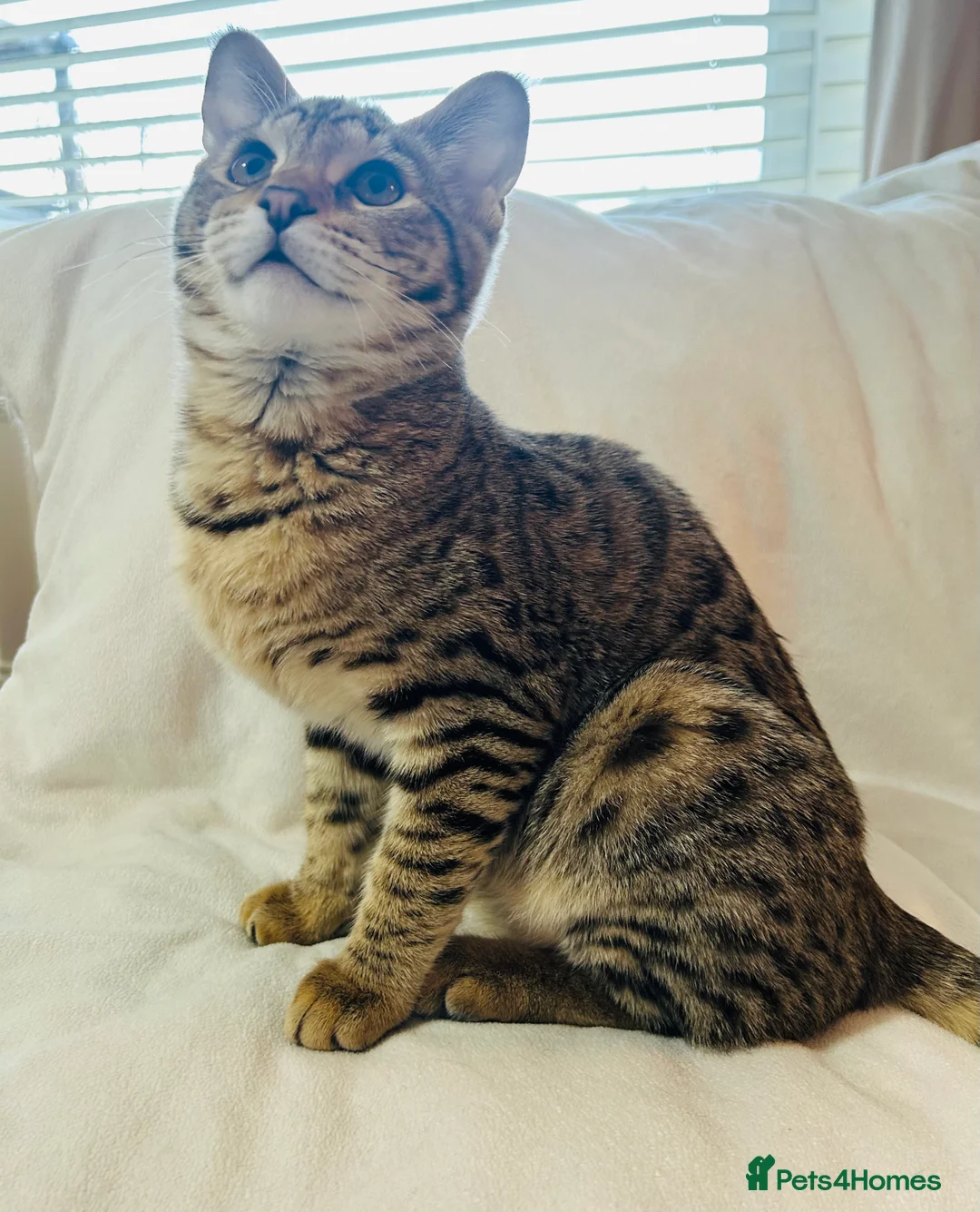 Savannah cats for sale: ✨ Special F2 Savannah Female ✨ - Advert 2