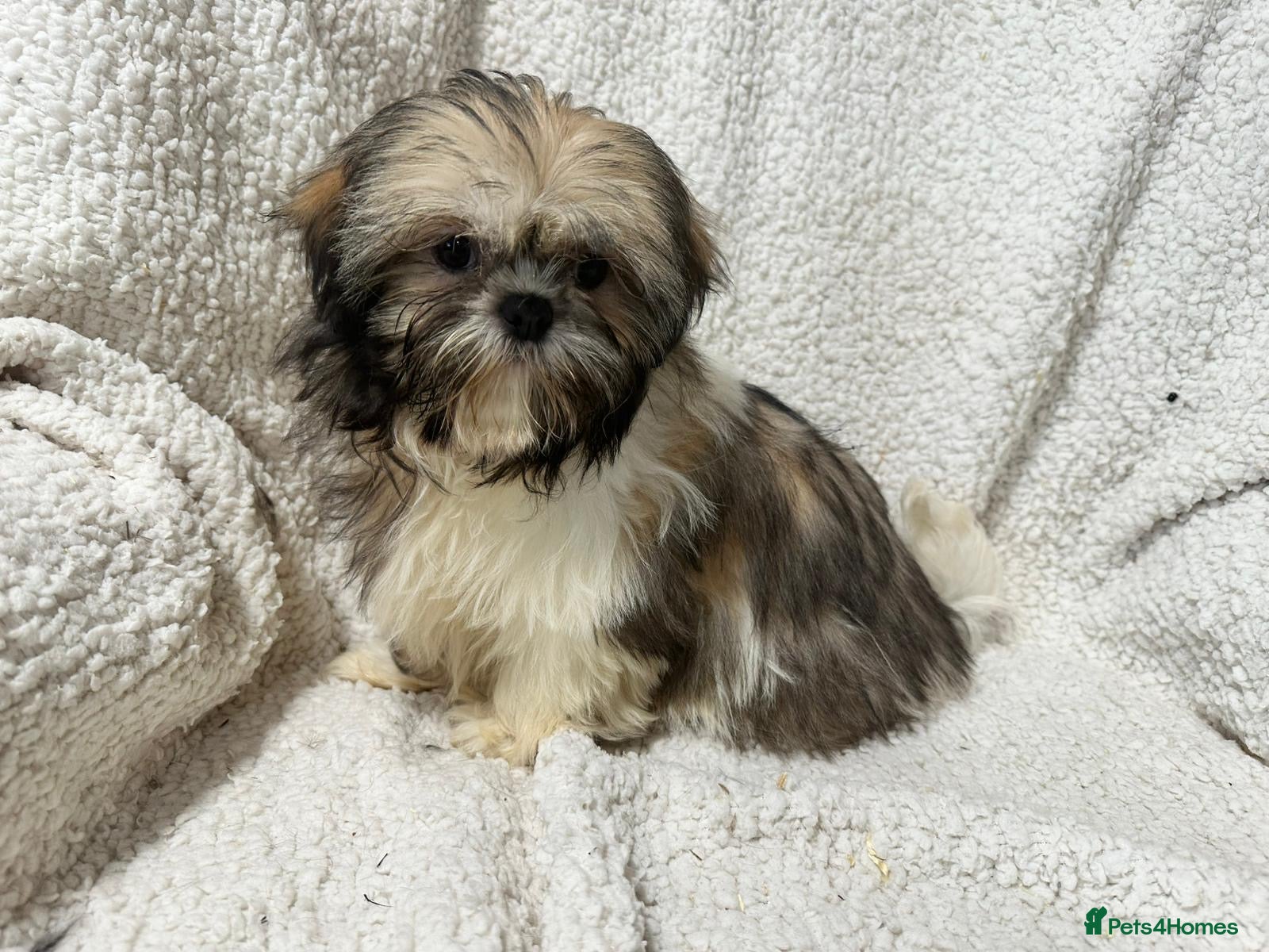 Shih Tzu dogs 4 Shih Tzu bitches - Advert 7