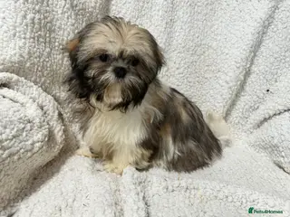 Shih Tzu dogs 4 Shih Tzu bitches - Advert 7