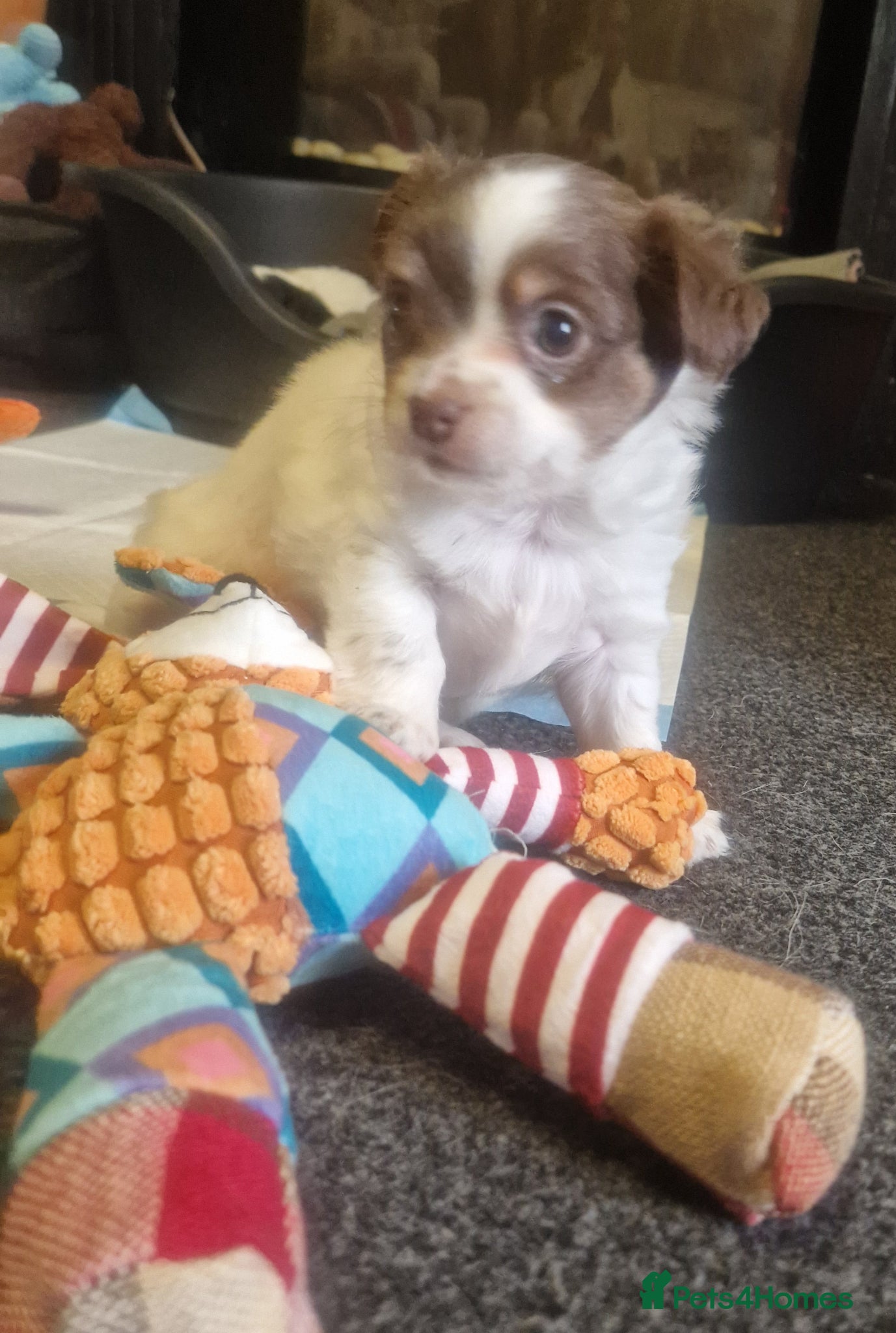 Chihuahua dogs Beautiful puppies for sale - Advert 6