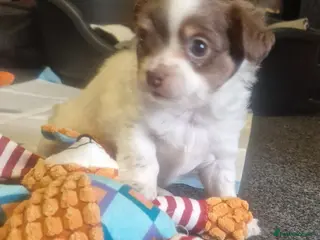 Chihuahua dogs Beautiful puppies for sale - Advert 6