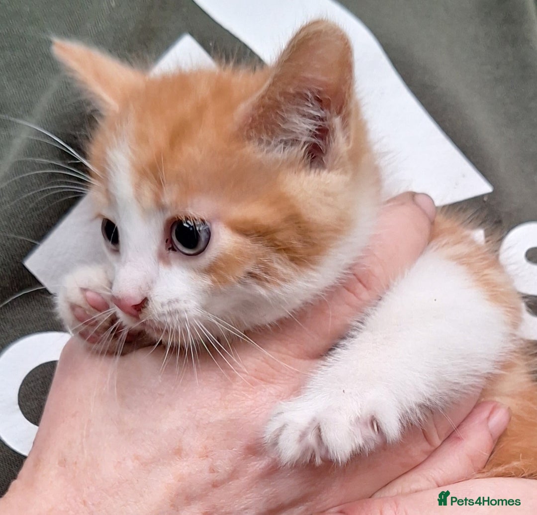 Mixed Breed cats for sale: Gorgeous family kittens  - Image 5