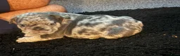 French Bulldog dogs for sale: Fluffy  **  French Bulldogs Puppy - Advert 11