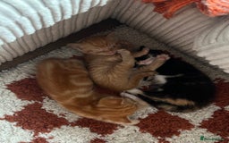 Domestic Shorthair cats for sale: 3 girl kittens  - Image 8