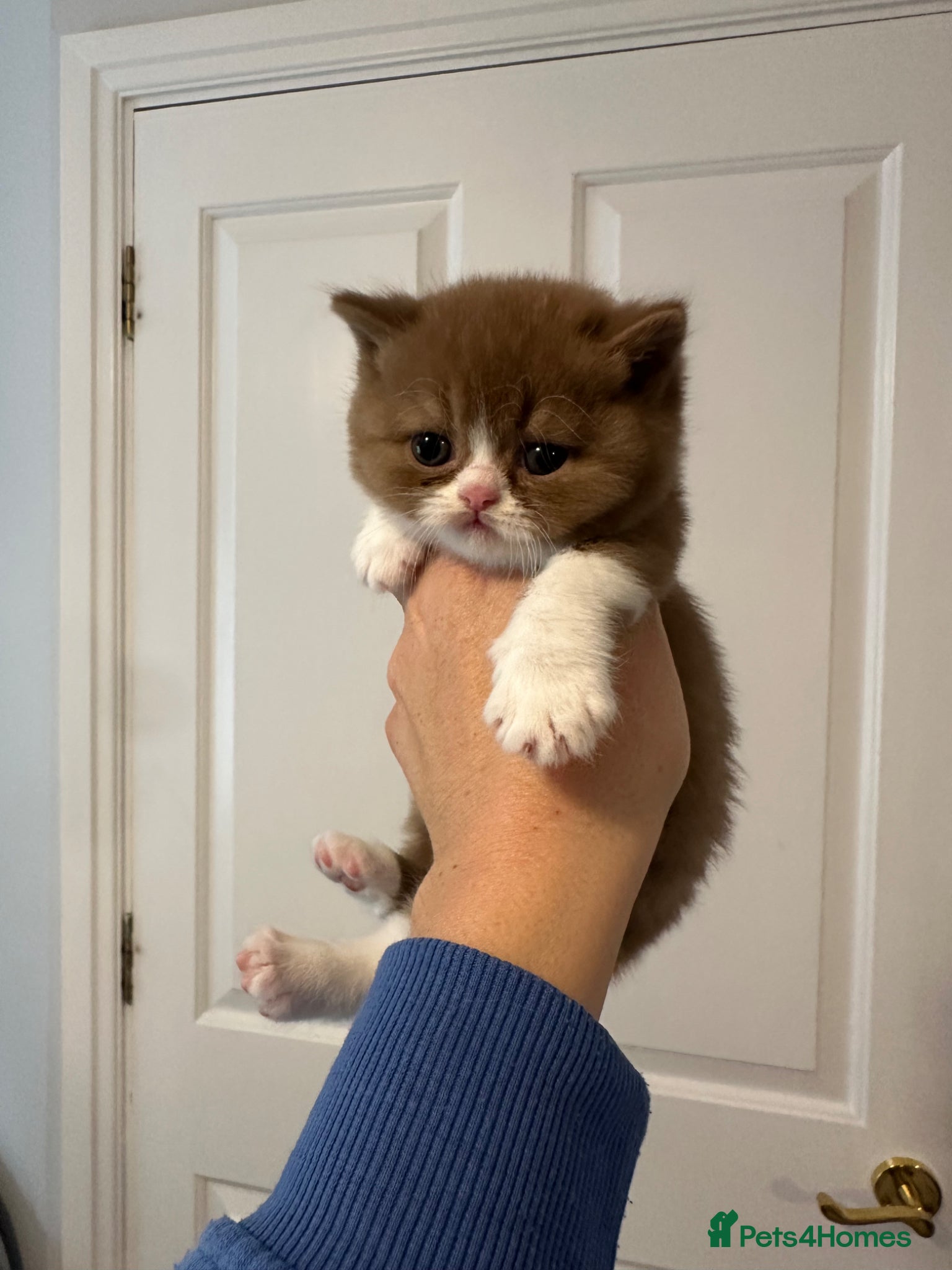 British Shorthair cats Pedigree British Shorthair TICA - Advert 2