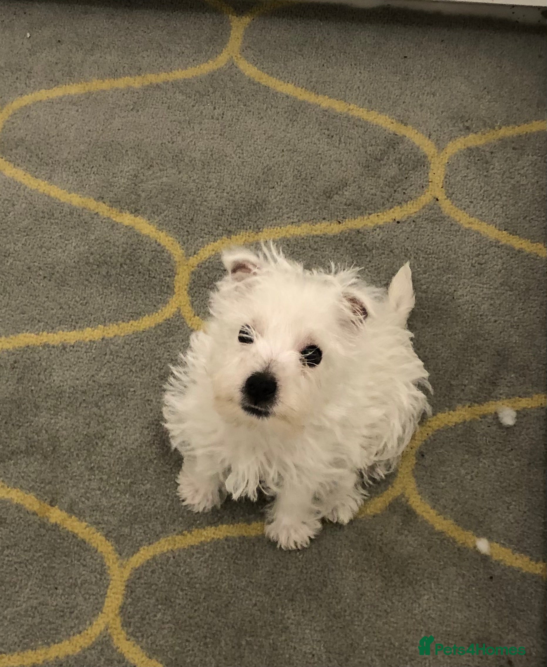 West Highland Terrier dogs Beautiful westie girl now available - Advert 18