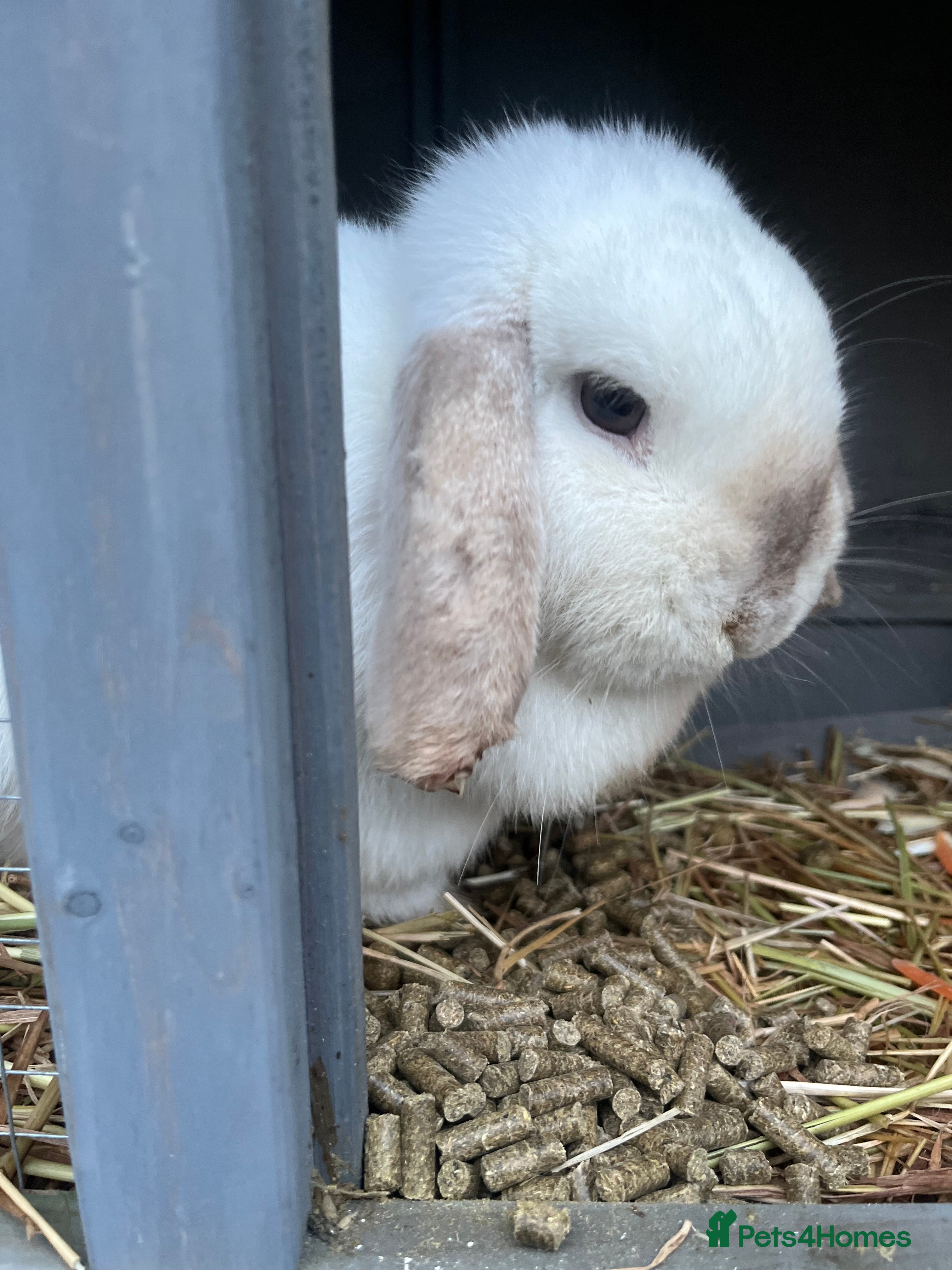 Mini Lop rabbits Beautiful white mini lop bunny - Advert 1