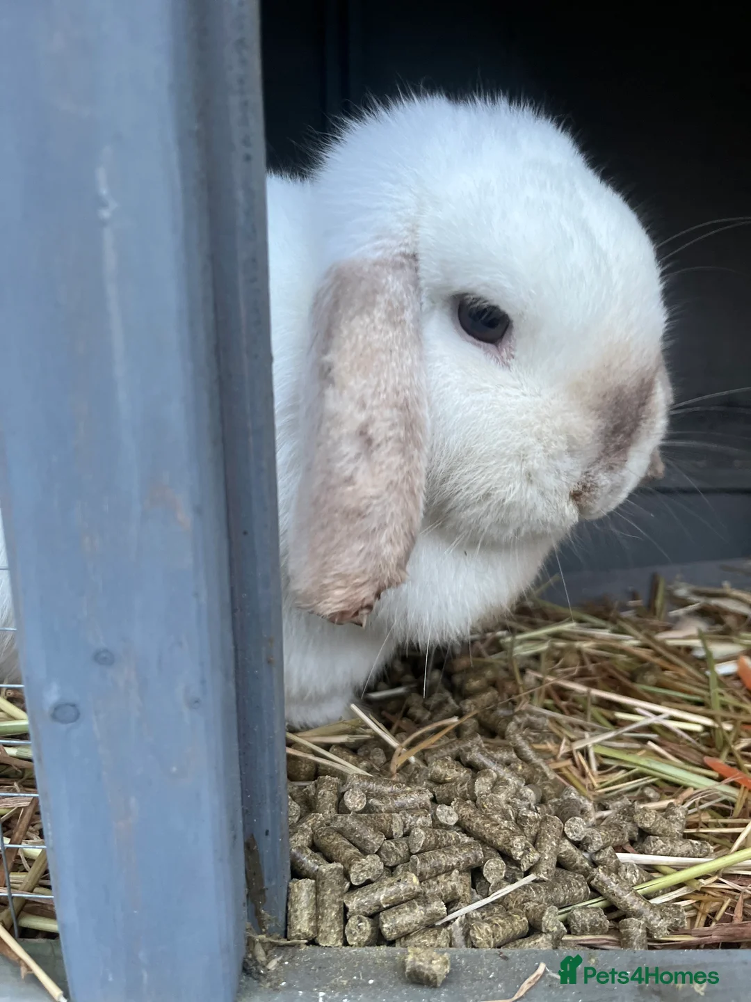 Mini Lop rabbits for sale: Beautiful white mini lop bunny - Advert 1