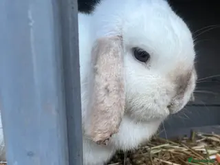 Mini Lop rabbits Beautiful white mini lop bunny - Advert 1