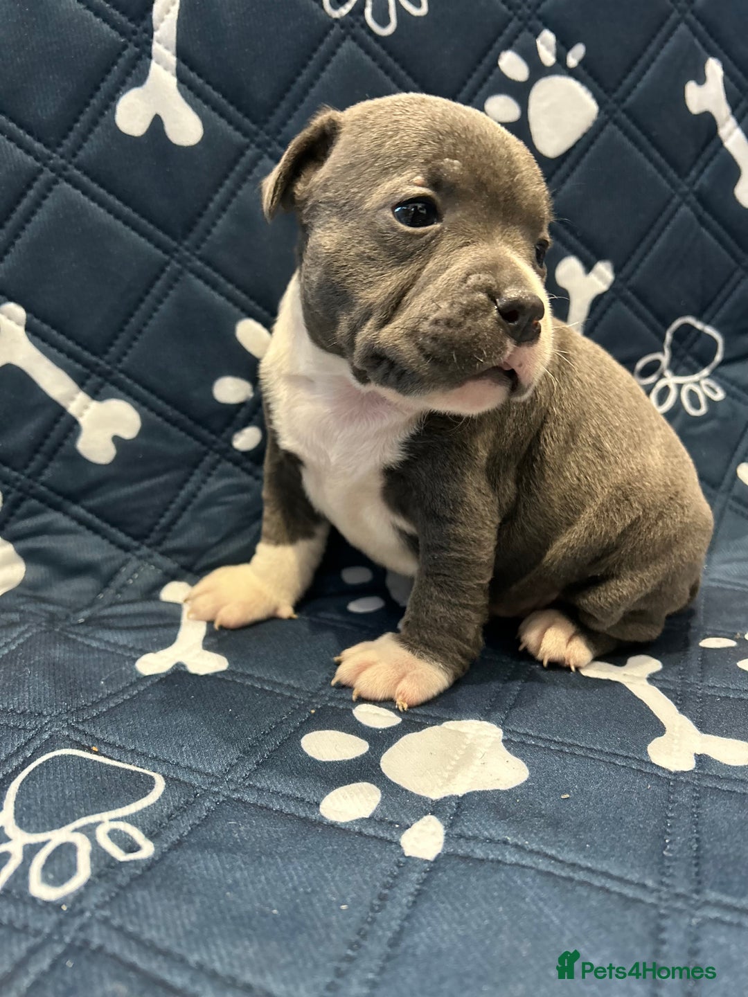 Staffordshire Bull Terrier dogs for sale: Blue kc Staffordshire bull terrier  - Advert 3