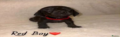 Miniature Dachshund 3
