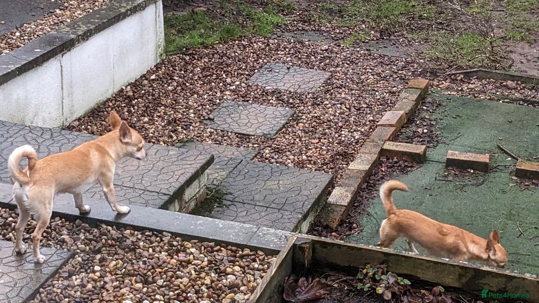 Chihuahua dogs for sale: 2 beautiful chihuahuas - Advert 8