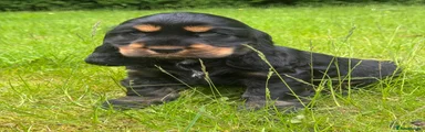 Cocker Spaniel Puppy 6