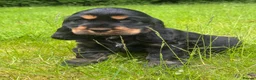 Cocker Spaniel dogs for sale: BEAURIUFL KC REG HEALTH TESTER COCKER SPANIELS  - Advert 19
